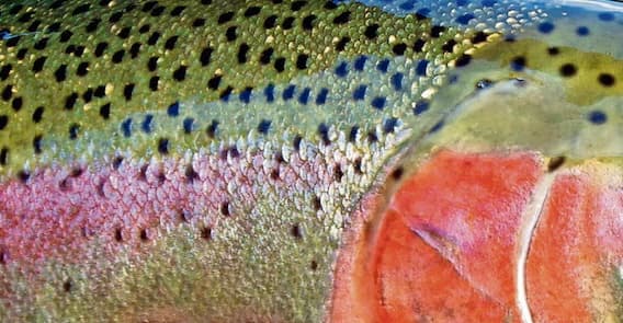 Rainbow trout scale detail